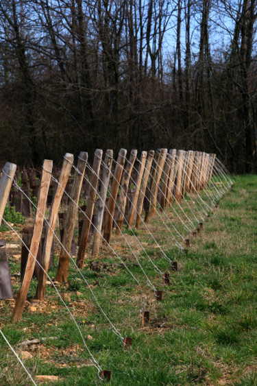 Photographie intitulée "Harpe des champs" par Gabriel Cotelle, Œuvre d'art originale, Photographie numérique