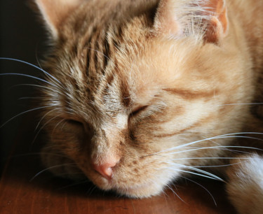 Fotografia intitolato "Quand dort le chat…" da Gabriel Cotelle, Opera d'arte originale, Fotografia digitale