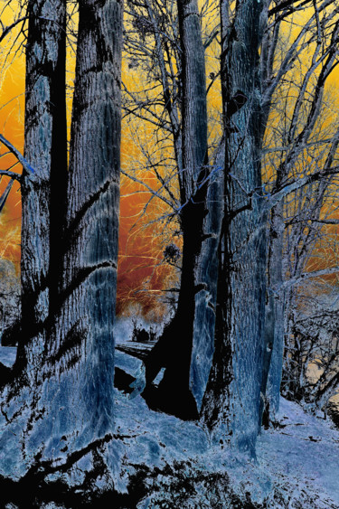 Arts numériques intitulée "Après le feu 1" par Gabriel Cotelle, Œuvre d'art originale, Photo montage