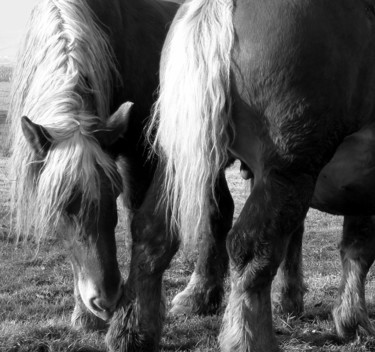 Photography titled "Heavy horses" by Gabriel Cotelle, Original Artwork, Digital Photography