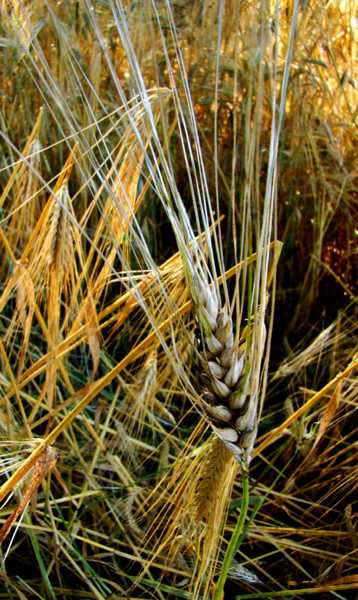 Photographie intitulée "L'or des champs (1)" par Gabriel Cotelle, Œuvre d'art originale, Photographie numérique