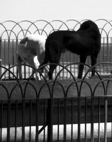 Fotografía titulada "Black and white (2)" por Gabriel Cotelle, Obra de arte original, Fotografía digital