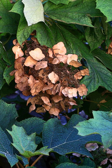 Photographie intitulée "Hydrangea quercifol…" par Gabriel Cotelle, Œuvre d'art originale, Photographie numérique