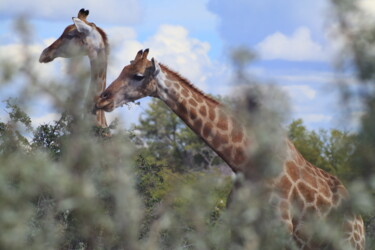 Photographie intitulée "Girafas namíbia" par Gabriel Sarabando, Œuvre d'art originale, Photographie non manipulée