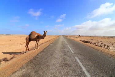 Photographie intitulée "Camelos de Marrocos" par Gabriel Sarabando, Œuvre d'art originale, Photographie non manipulée