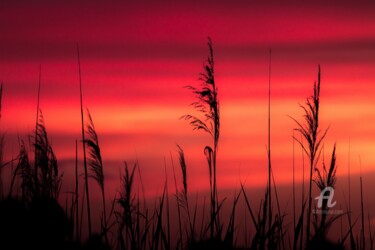 Fotografía titulada "Poésie camarguaise…" por Gaetan Thurin, Obra de arte original, Fotografía digital