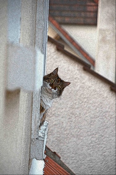 Photographie intitulée "le-chat.jpg" par Didier Gailhard, Œuvre d'art originale