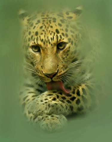 Photographie intitulée "Leopard.…" par Gai Yu, Œuvre d'art originale, Photographie numérique