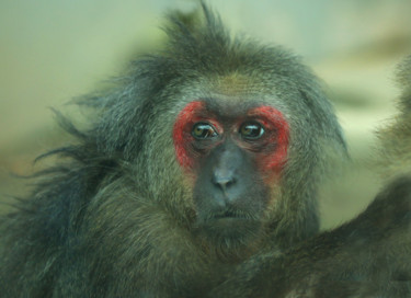Fotografia intitolato "Monkey." da Gai Yu, Opera d'arte originale, Fotografia digitale