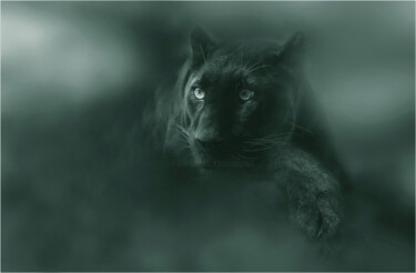 Photographie intitulée "Black Panther" par Gai Yu, Œuvre d'art originale, Photographie manipulée