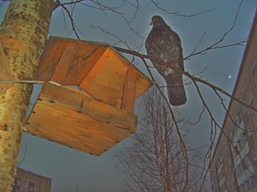 Photography titled "Голубь" by Galina Gonharova, Original Artwork