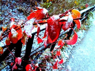 Фотография под названием "Красное в снегу" - Galina Gonharova, Подлинное произведение искусства
