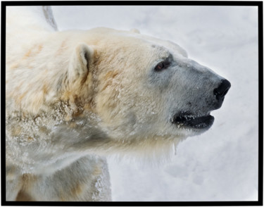 Photographie intitulée "King of the North" par Gareth P Jones, Œuvre d'art originale, Photographie numérique