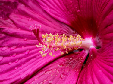 Photographie intitulée "Flowery Seduction №…" par Gareth P Jones, Œuvre d'art originale, Photographie numérique