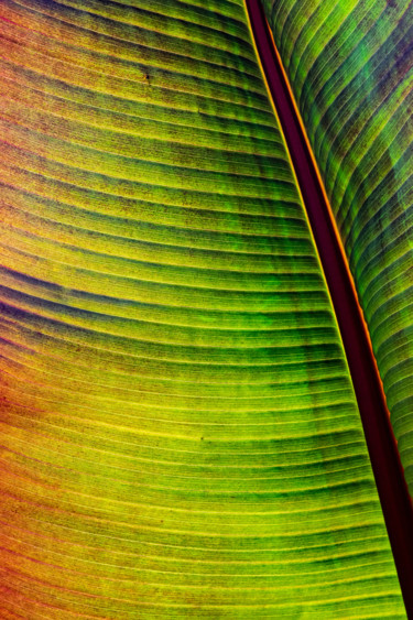 Photographie intitulée "Fascinating Frond" par Gareth P Jones, Œuvre d'art originale, Photographie numérique