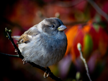 Fotografía titulada "Sparrow Beauty" por Gareth P Jones, Obra de arte original, Fotografía digital