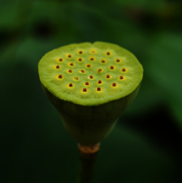 Fotografie getiteld "Lotus" door Christophe Jeanjean, Origineel Kunstwerk, Digitale fotografie