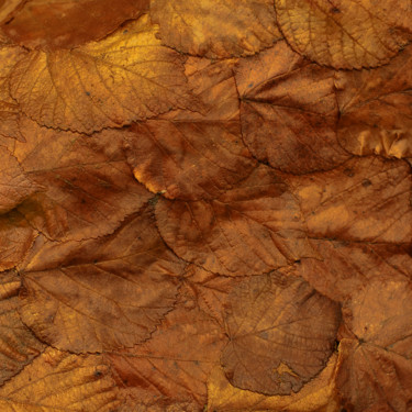 Photography titled "Feuilles mortes" by Christophe Jeanjean, Original Artwork, Digital Photography