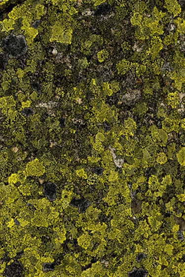 Photography titled "Lichen nickel" by Christophe Jeanjean, Original Artwork, Digital Photography Mounted on Aluminium
