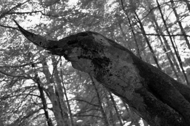 Fotografia zatytułowany „Créature de la forêt” autorstwa Christophe Jeanjean, Oryginalna praca, Fotografia cyfrowa