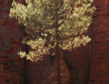 Photographie intitulée "Pin sur fond ocre" par Christophe Jeanjean, Œuvre d'art originale, Photographie numérique