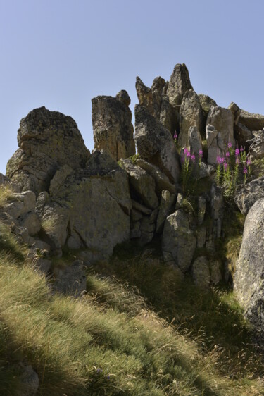 Fotografia zatytułowany „"Fleurs des sommets"” autorstwa Christophe Jeanjean, Oryginalna praca, Fotografia cyfrowa