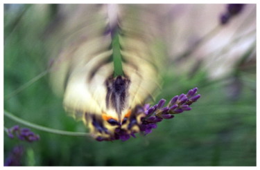 Photography titled "Cliousclat-Papillon…" by Gerard Charvat, Original Artwork