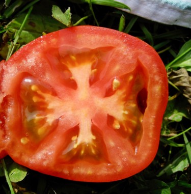 摄影 标题为“Tomate Occitane” 由Geneviève Baud Caizergues, 原创艺术品