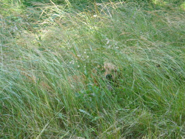 Photographie intitulée "camouflage, bien  c…" par Geneviève Baud Caizergues, Œuvre d'art originale, Photographie numérique