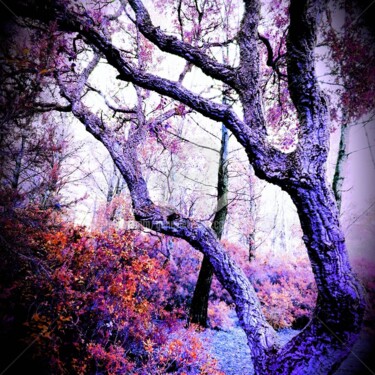 Photographie intitulée "Forêt Mystérieuse" par Geneviève  Vacca-Giachero, Œuvre d'art originale, Photographie numérique