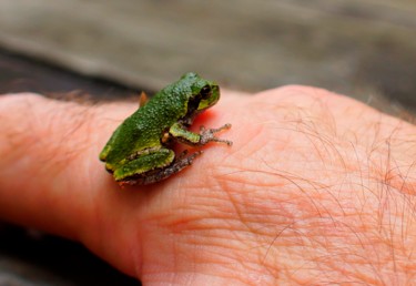Photographie intitulée "Friendly Frog" par George Grund, Œuvre d'art originale, Photographie numérique