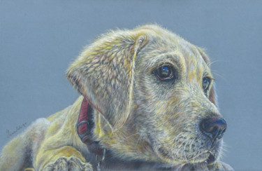 Drawing titled "Labrador puppy" by Geraldine Simmons, Original Artwork, Pencil
