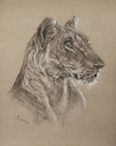 Drawing titled "Lioness Sketch" by Geraldine Simmons, Original Artwork, Graphite