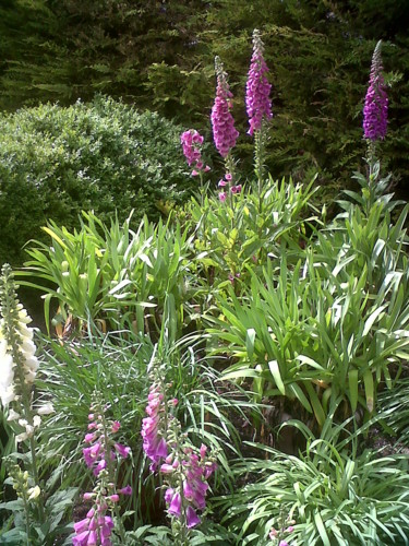 Photographie intitulée "Foxgloves And Afric…" par Gerald Shepherd F.F.P.S., Œuvre d'art originale, Photographie numérique