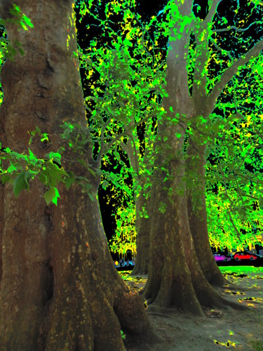 Fotografia zatytułowany „Tree Trunks” autorstwa Gerald Shepherd F.F.P.S., Oryginalna praca, Fotografia cyfrowa
