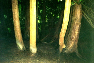 摄影 标题为“The Grove” 由Gerald Shepherd F.F.P.S., 原创艺术品, 数码摄影
