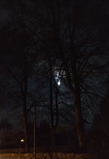 Photography titled "Moon Behind Trees" by Gerald Shepherd F.F.P.S., Original Artwork, Digital Photography