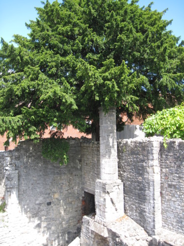 Fotografia zatytułowany „Stone Trunk” autorstwa Gerald Shepherd F.F.P.S., Oryginalna praca, Fotografia cyfrowa