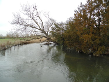 Photography titled "Fallen Tree On The…" by Gerald Shepherd F.F.P.S., Original Artwork, Digital Photography