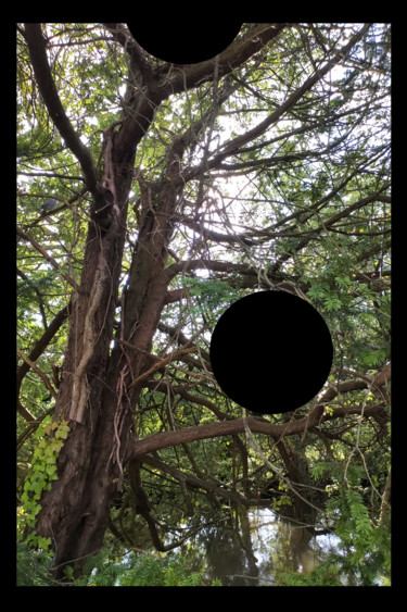 Arte digitale intitolato "Black Spot In A Tree" da Gerald Shepherd F.F.P.S., Opera d'arte originale, Lavoro digitale 2D