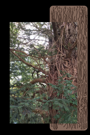 Цифровое искусство под названием "Tree Trunk Research" - Gerald Shepherd F.F.P.S., Подлинное произведение искусства, 2D Цифр…
