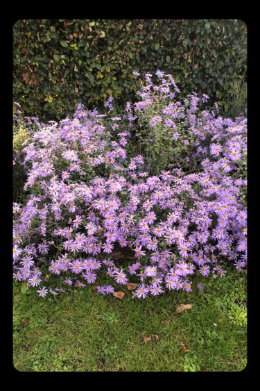 Arts numériques intitulée "Autumn Flowers" par Gerald Shepherd F.F.P.S., Œuvre d'art originale, Travail numérique 2D