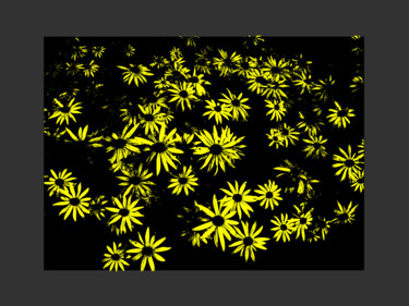 Digitale Kunst mit dem Titel "Yellow Daisy Study" von Gerald Shepherd F.F.P.S., Original-Kunstwerk, 2D digitale Arbeit