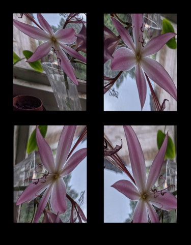 Digital Arts titled "Crinum Transfigurat…" by Gerald Shepherd F.F.P.S., Original Artwork, 2D Digital Work