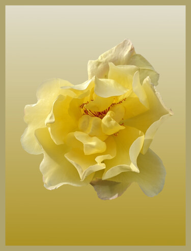 Arte digital titulada "Yellow Rose On A Ye…" por Gerald Shepherd F.F.P.S., Obra de arte original, Trabajo Digital 2D
