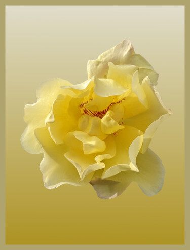 Arte digitale intitolato "Yellow Rose On A Ye…" da Gerald Shepherd F.F.P.S., Opera d'arte originale, Lavoro digitale 2D