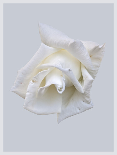 Arte digitale intitolato "White Rose On A Whi…" da Gerald Shepherd F.F.P.S., Opera d'arte originale, Lavoro digitale 2D