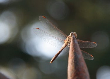 Photographie intitulée "libellule: atterris…" par Gerard Jeanjean, Œuvre d'art originale