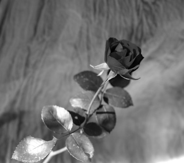 Photographie intitulée "la rose noire" par Gerard Jeanjean, Œuvre d'art originale