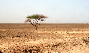 Photographie intitulée "l'arbre du désert" par Gerard Jeanjean, Œuvre d'art originale